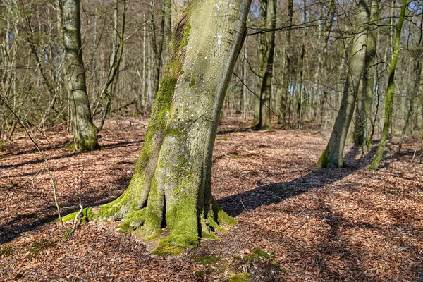 Moss Covered Beech Trees Growing Remote Forest Meadow Countryside Woods — Stockfoto