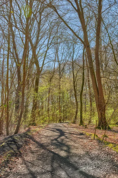 Hiking Trail Path Beech Tree Forest Woods Remote Countryside Norway — Stockfoto