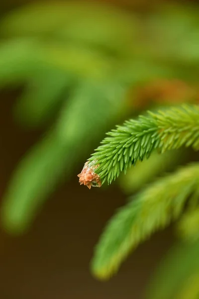 Closeup Macro Details Beautiful Lush Green Forest Springtime Pine Trees — Stock Photo, Image