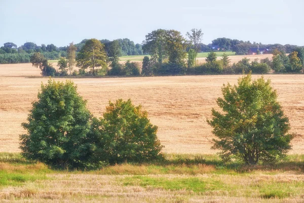 Landscape View Field Maple Trees Growing Remote Countryside Meadow Sweden — 图库照片