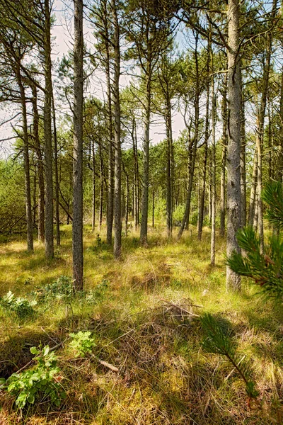 Belle Forêt Verte Luxuriante Printemps Grands Pins Poussant Avec Nature — Photo