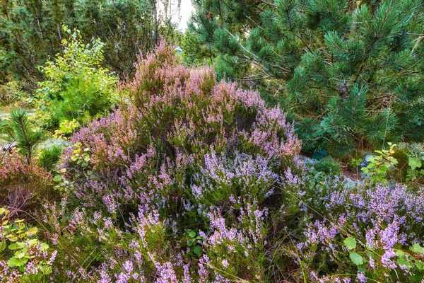 Heather Groeit Een Wild Bos Prachtig Landschap Van Paarse Bloemen — Stockfoto