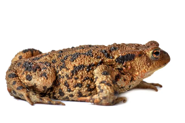 Sapo Verdadeiro Comum Com Corpo Marrom Marcas Pontos Pretos Pele — Fotografia de Stock