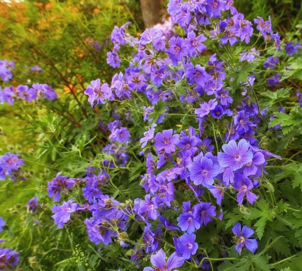 Top View Meadow Geranium Flowers Flourishing Botanical Garden Purple Plants — Stock Photo, Image