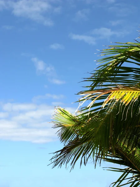 Palm Tree Blue Sky Light Clouds Copyspace Coconut Tree Leaves — ストック写真