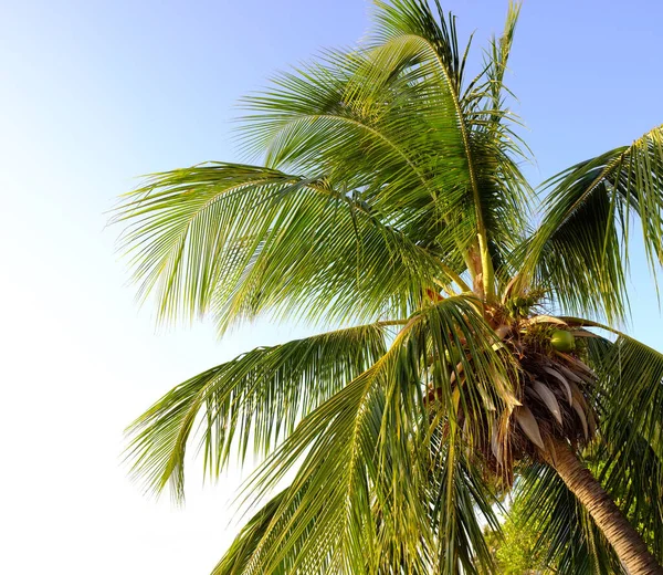 Palm Tree Bright Blue Sky Coconut Tree Leaves Shining Sun — ストック写真