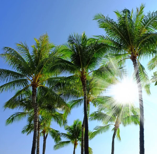 View Group Palm Trees Isolated Blue Sky Background Sun Rays — ストック写真