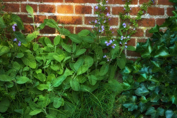 Bushes Violas Growing Green Backyard Garden Wall Closeup Beautiful Violet — Fotografia de Stock