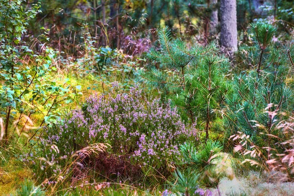Barevné Keře Svěže Zeleném Borovicovém Lese Krása Přírodě Směsicí Organických — Stock fotografie