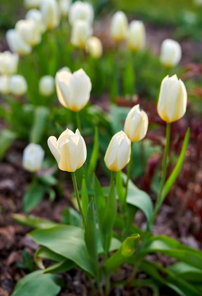 Hermosos Tulipanes Blancos Jardín Principios Primavera — Foto de Stock