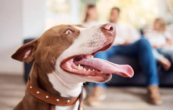 American Pit Bull Terrier Sentado Una Casa Mientras Familia Relaja —  Fotos de Stock