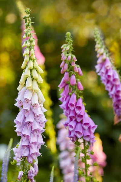 Kolorowe Foxgloves Digitalis Purpurea — Zdjęcie stockowe