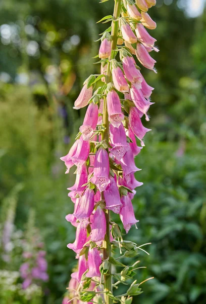 Colorful Foxgloves Digitalis Purpurea — Fotografia de Stock