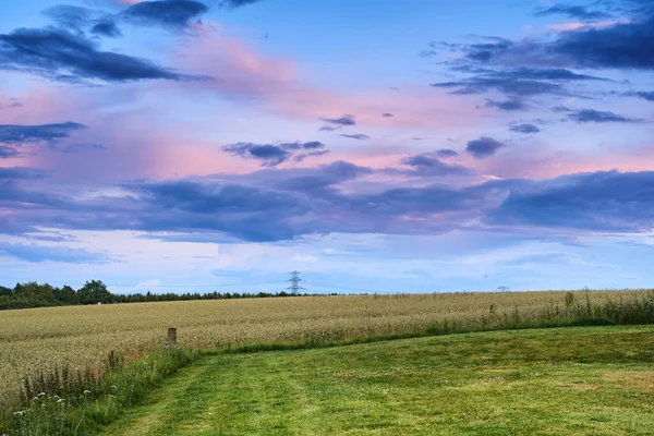 Rye Wheat Grain Growing Farm Remote Countryside Copy Space Sunset — Stockfoto