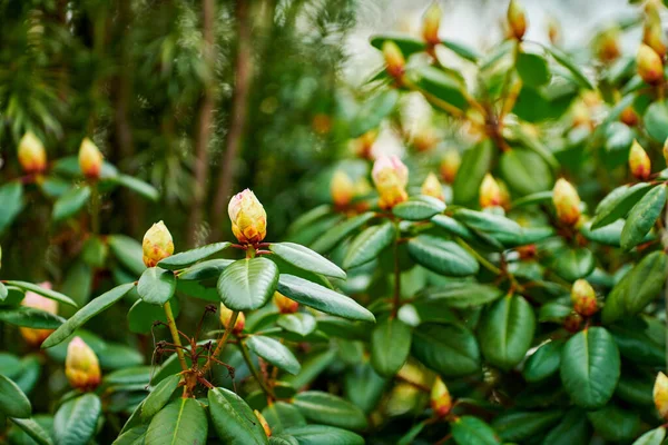 Rododendron Jest Rodzajem 1024 Gatunków Roślin Leśnych Rodziny Wrzosowatych Wiecznie — Zdjęcie stockowe