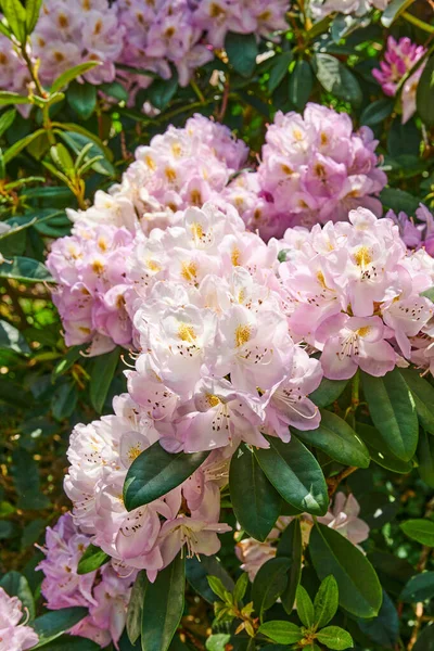 Rhododendron Είναι Ένα Γένος 024 Ειδών Ξυλωδών Φυτών Στην Οικογένεια — Φωτογραφία Αρχείου
