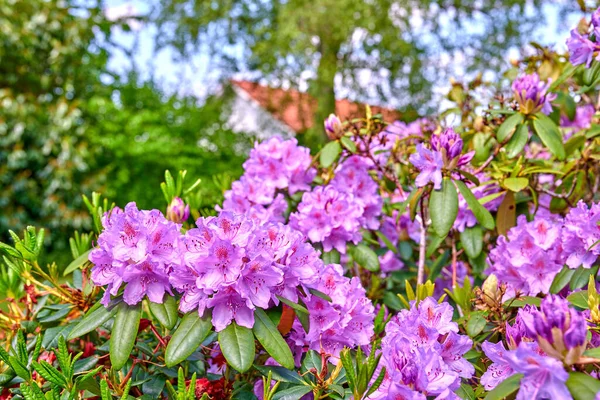 Series Photos Rhododendron Garden — Stock Photo, Image