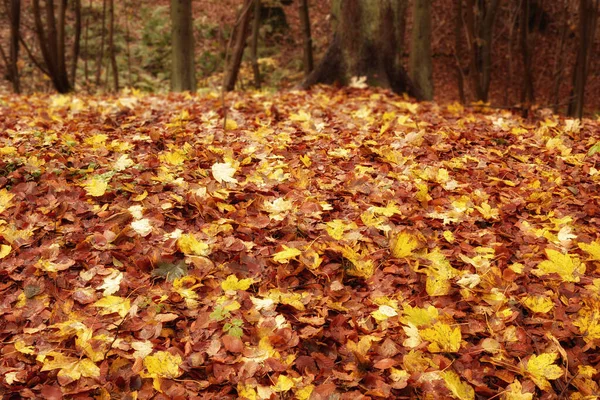 Beautiful Pile Colorful Autumn Leaves Lying Grass Copy Space Many — Zdjęcie stockowe