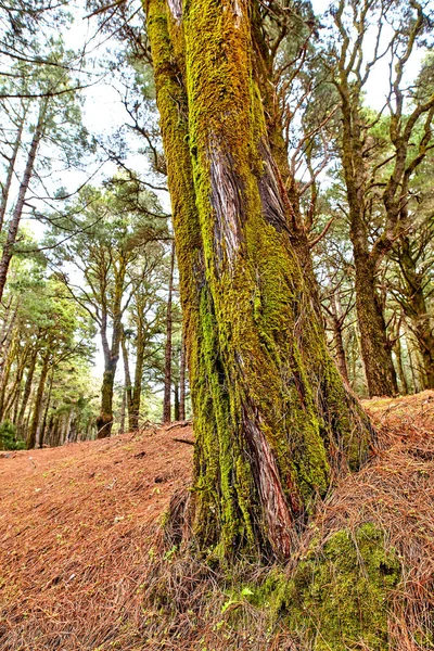 Hermoso Exuberante Bosque Verde Con Altos Pinos Cubiertos Musgo Creciendo — Foto de Stock