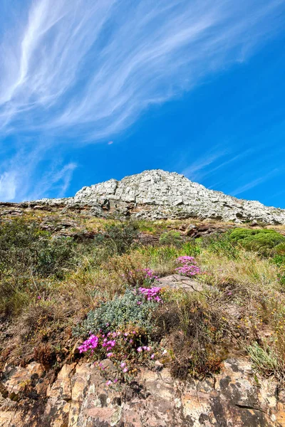 Blue Sky Pink Wild Flowers Growing Mountain Lions Head Table — Fotografia de Stock