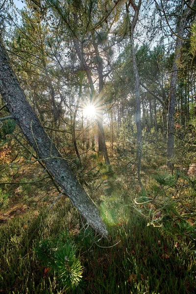 Paisaje Bosque Con Rayos Luz Que Brillan Través Los Árboles —  Fotos de Stock