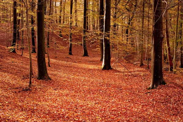 Beautiful orange colours of empty forest in autumn. Trees in the woods filled with bright leaves on the ground during fall season. Remote secluded mountain in nature, perfect for a hiking adventure.
