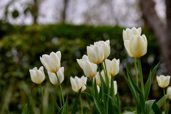 Прекрасные Белые Тюльпаны Моем Саду Ранней Весной — стоковое фото