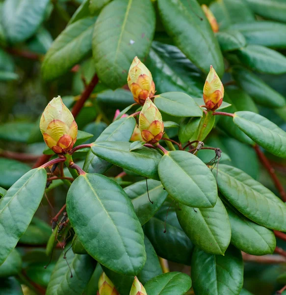 Rhododendron Ist Eine Gattung Von 024 Gehölzarten Aus Der Familie — Stockfoto