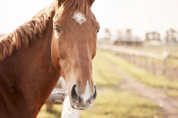 Portrait Beautiful Brown White Horse Farm — Stock Fotó