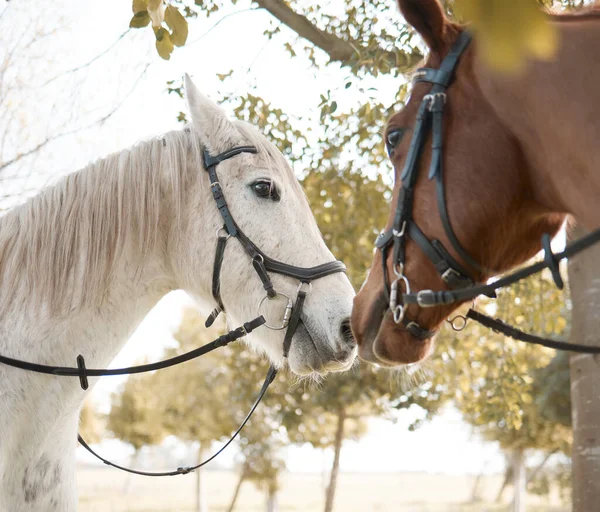 Two Horses Forest — Stockfoto