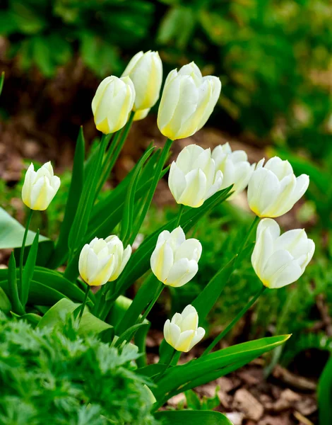 Прекрасные Белые Тюльпаны Моем Саду Ранней Весной — стоковое фото