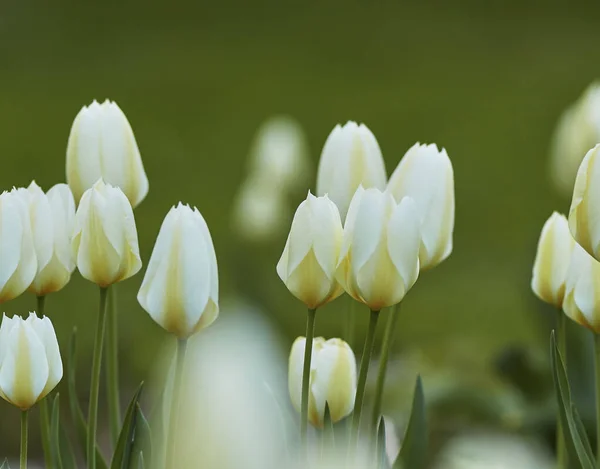 Красивые Белые Тюльпаны Саду Ранней Весной Пышными Зелеными Листьями Цветы — стоковое фото