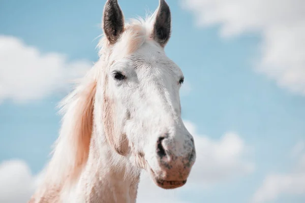 Een Prachtig Paard Een Boerderij — Stockfoto