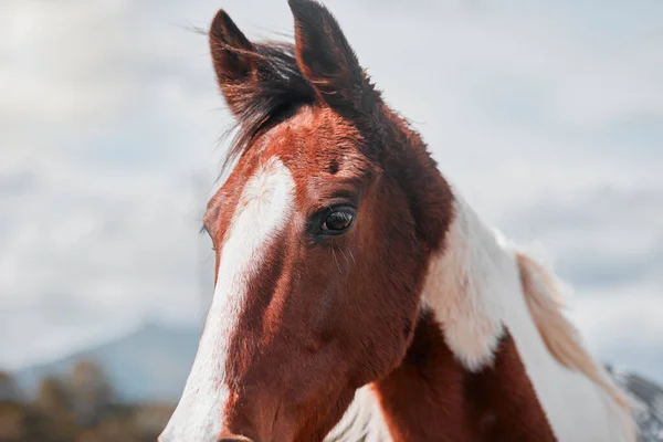 Een Prachtig Paard Een Boerderij — Stockfoto