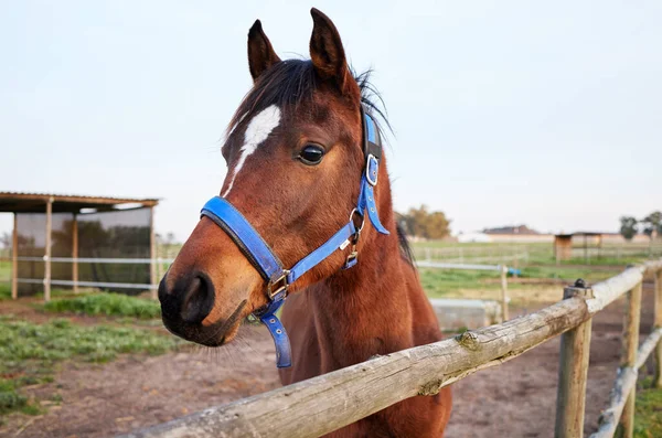 Horse Standing Enclosed Pasture Farm — Stockfoto