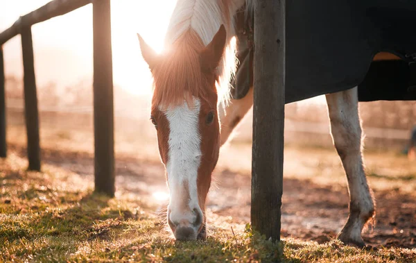 Horse Eating Grass Farm — Stok fotoğraf