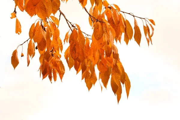 Осенние Листья Свисают Ветки Дерева Белом Фоне Зимой Листья Ярко — стоковое фото