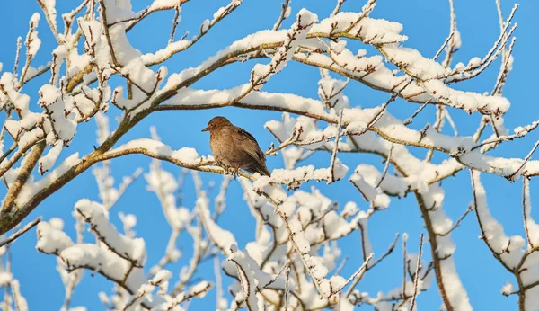 Photo Female Blackbird Tree Winter — Stok fotoğraf