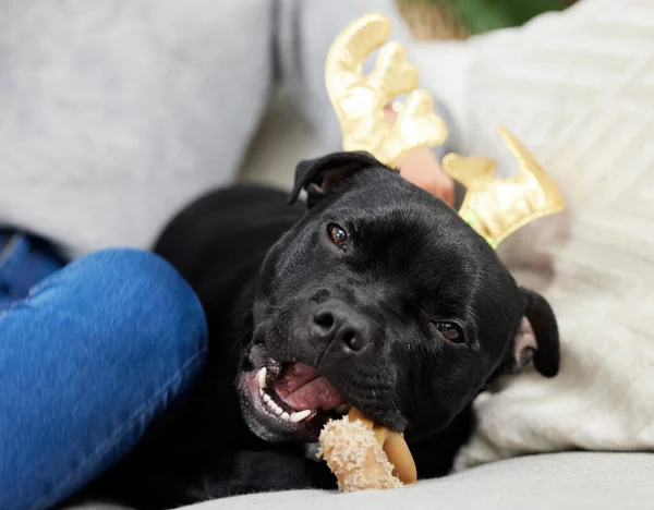 Dog Sitting Home His Owner Christmas Time — Foto de Stock