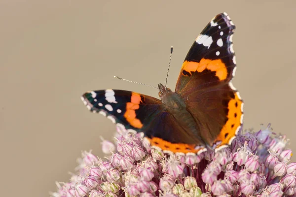 Closeup of a butterfly sitting on a plant outside in a garden. Beautiful and colourful insect during summer feeding on a flower. The Red Admiral or Vanessa atalanta butterfly on a hot day.