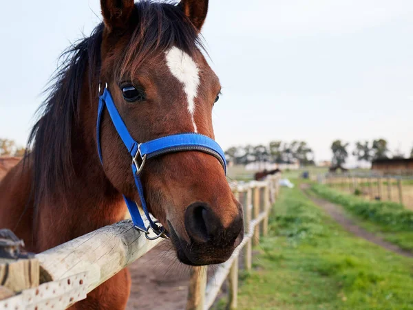 Horse Standing Enclosed Pasture Farm — Stockfoto