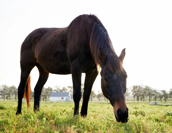 Full Length Shot Horse Standing Eating Grass Farm — Stockfoto