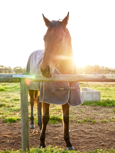 Full Length Shot Horse Standing Enclosed Pasture Farm — Stockfoto