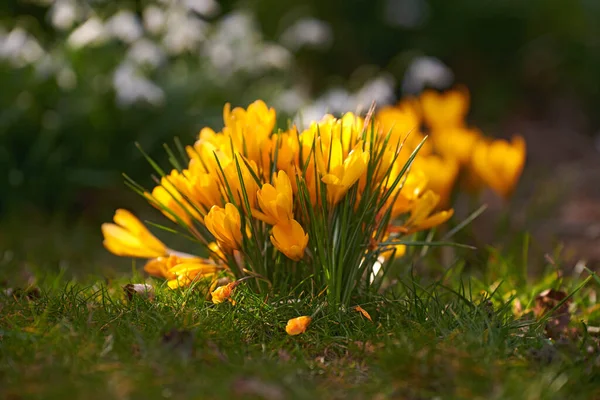 Żółte Kwiaty Krokusa Rosnące Ogrodzie Lub Leśnej Łące Zewnątrz Słońcu — Zdjęcie stockowe