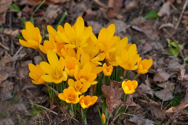 Zbliżenie Żółte Kwiaty Krokusa Rosnące Glebie Ogrodzie Piękna Jasna Gromadka — Zdjęcie stockowe