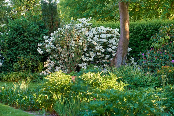Series White Rhododendron Garden —  Fotos de Stock