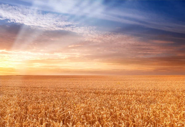 Una Foto Del Atardecer Campo Dinamarca Tiempo Cosecha —  Fotos de Stock