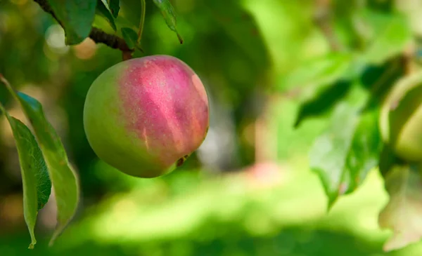 Una Foto Gusto Hermosas Manzanas — Foto de Stock