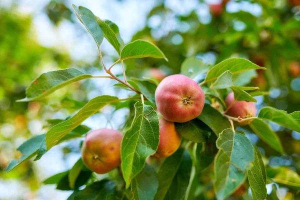 Ett Foto Smak Och Vackra Äpplen — Stockfoto