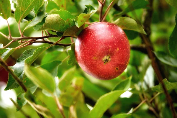 Primer Plano Una Manzana Roja Creciendo Una Rama Manzano Verano — Foto de Stock